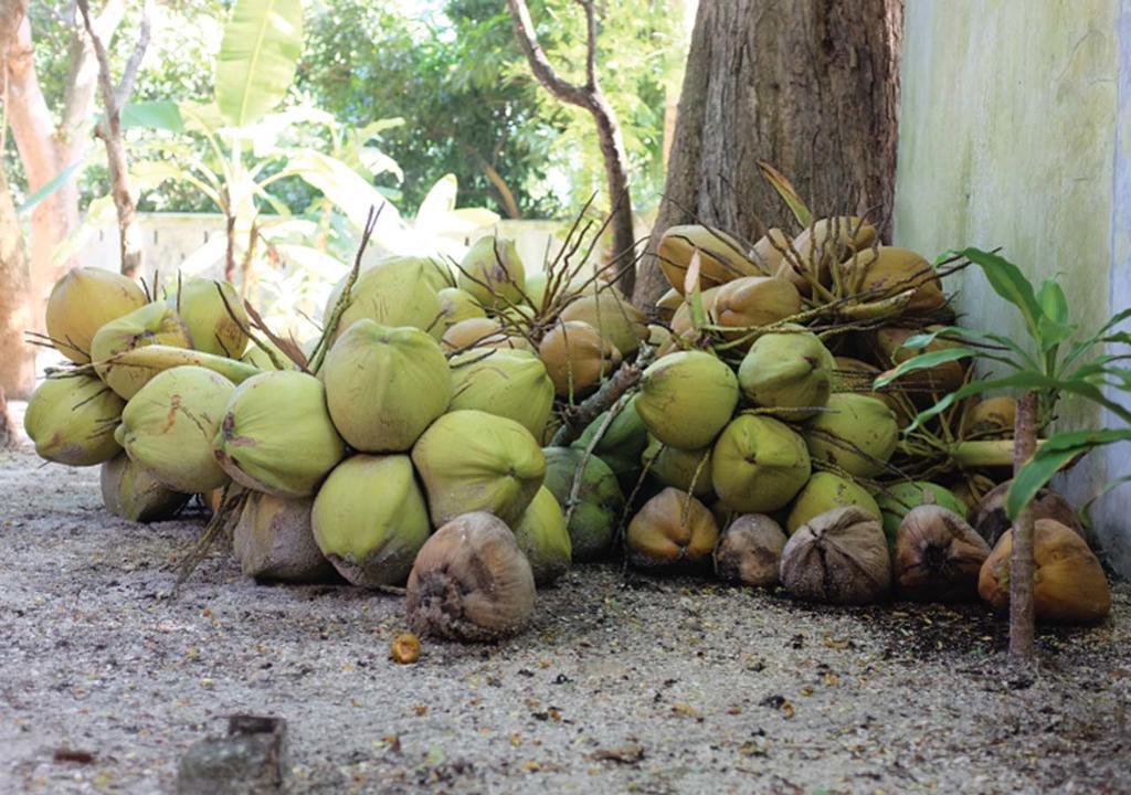 פנתאי צנאנג Panji Panji Tropical Wooden Home מראה חיצוני תמונה